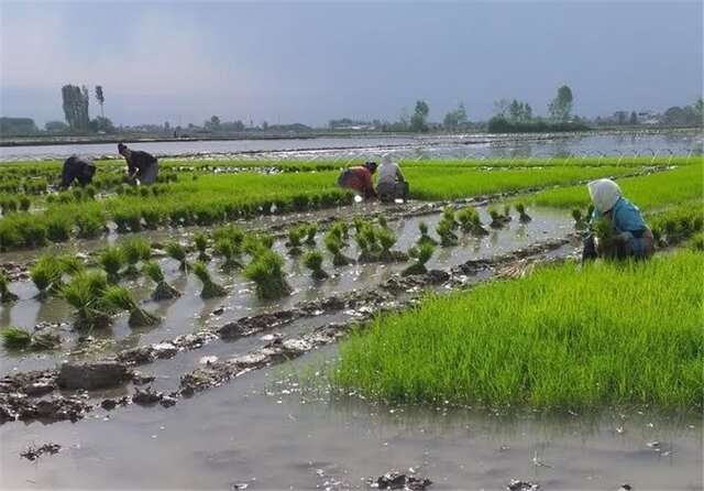 سنت «دشت کایر»