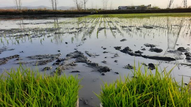 آغاز نخستین نشاء مکانیزه کشور درآمل