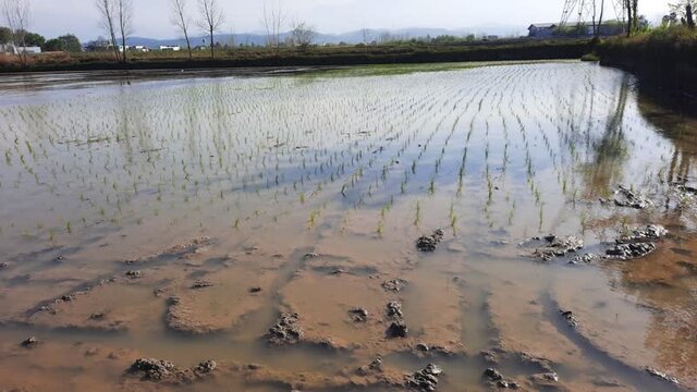آغاز نخستین نشاء مکانیزه کشور درآمل