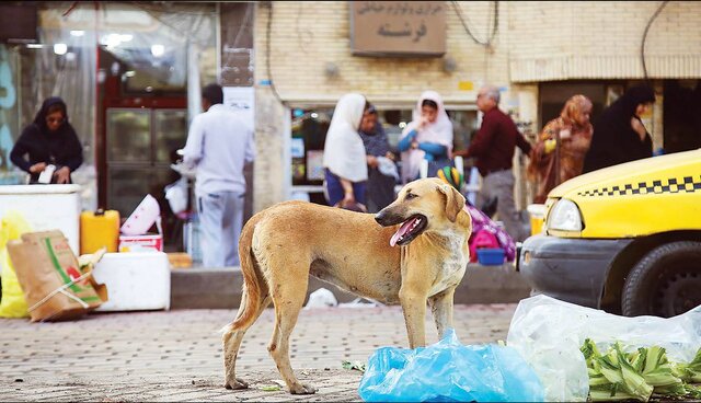 افزایش ۲۵ درصدی مصدومین ناشی از گازگرفتگی سگ در مازندران