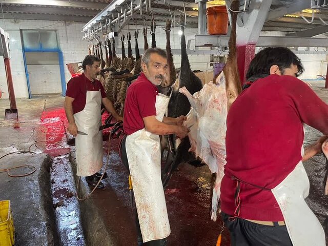 دلیل تعطیلی کشتارگاه دام شهرستان آمل تشریح شد