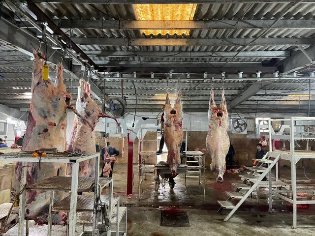 دلیل تعطیلی کشتارگاه دام شهرستان آمل تشریح شد