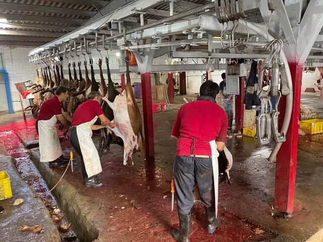 دلیل تعطیلی کشتارگاه دام شهرستان آمل تشریح شد