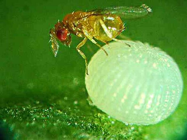 فواید زنبور تریکوگراما در مزارع شالیزاری