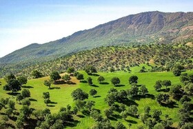 دلایل آتش‌سوزی عمدی و غیرعمدی جنگل‌های ایلام بررسی شد