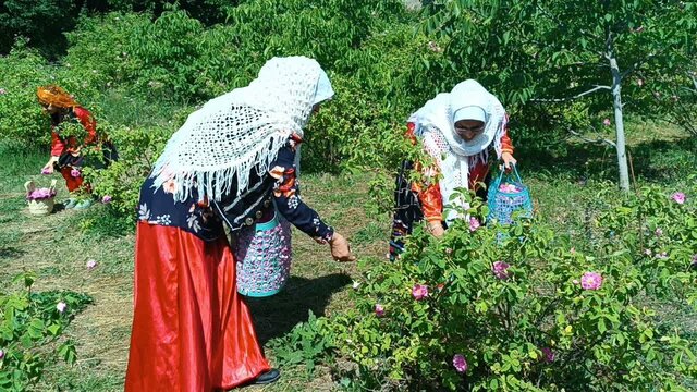 ثبت ملی جشنواره گلاب گیری «شاهناجر»