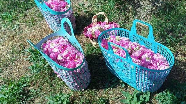 ثبت ملی جشنواره گلاب گیری «شاهناجر»