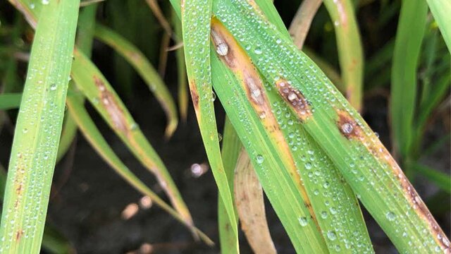 «بیماری بلاست» اصلیترین عامل کاهش محصول برنج