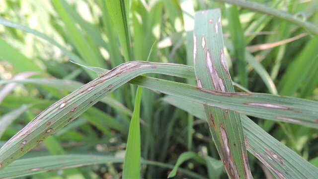 «بیماری بلاست» اصلیترین عامل کاهش محصول برنج