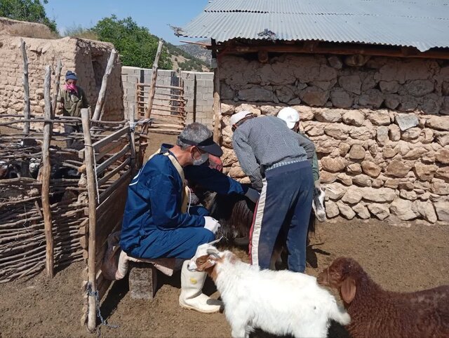 بیش از ۹۲ هزار خدمت رایگان دامپزشکی در چهاردانگه ساری ارائه شد