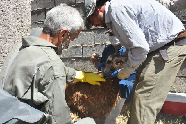 بیش از ۹۲ هزار خدمت رایگان دامپزشکی در چهاردانگه ساری ارائه شد