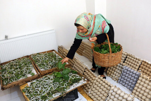 فضای مجازی، بستری متنوع در اشتغال خانگی بانوان مازندارن