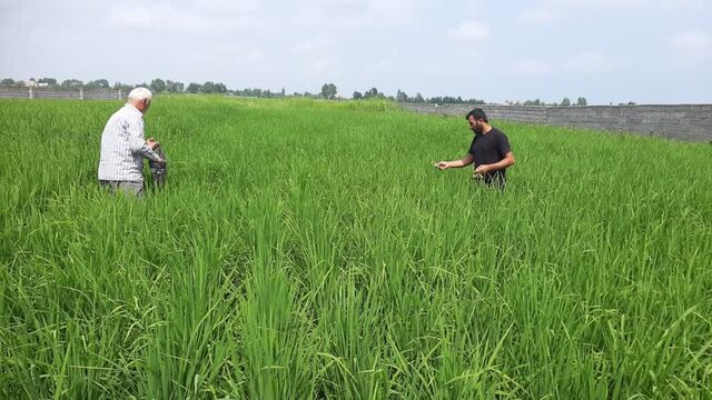 اولین مرحله رهاسازی زنبور تریکوگراما در محمودآباد انجام شد