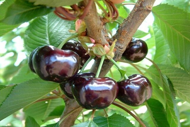 تگرگ باعث نابودی بخشی از محصولات در مناطق ییلاقی شد