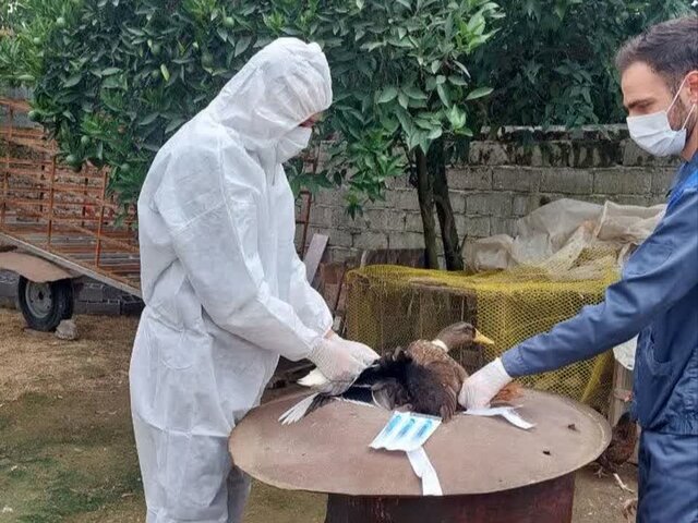 آغاز طرح پایش سرمی آنفلوانزای فوق حاد پرندگان در مازندران