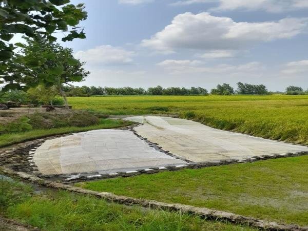 از راهاندازی زنجیره تولید گوشت قرمز تا آغاز برداشت مکانیزه برنج در مازندران