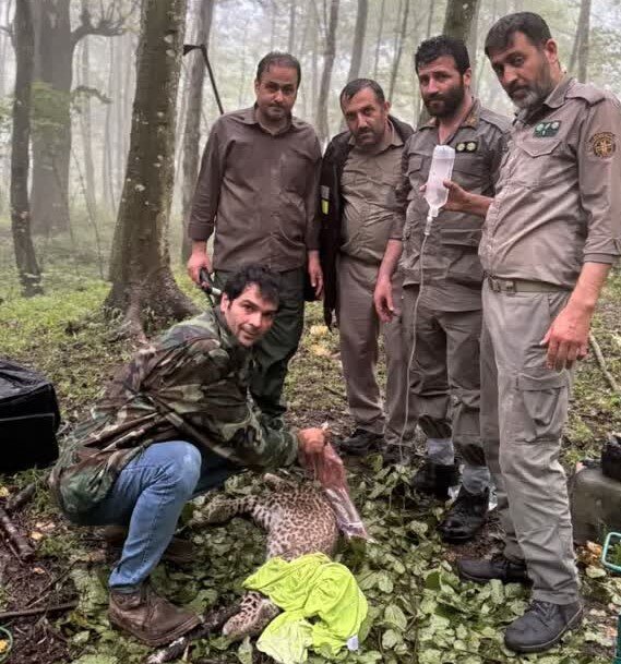 نجات و زنده گیری یک قلاده توله پلنگ در شهرستان نکا