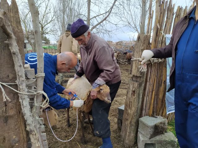 بیش از ۶ میلیون ۵۹۳ خدمات رایگان جهت مدیریت بیماریهای دامی ثبت شد