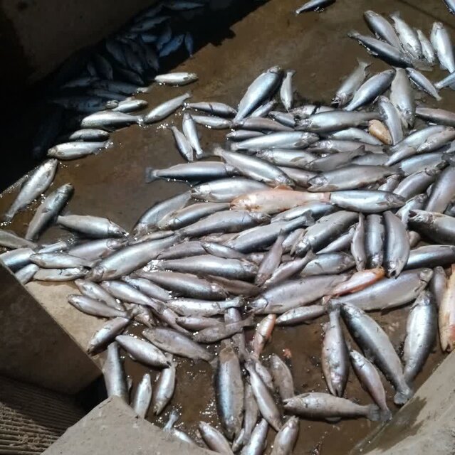 واژگونی تریلی حمل مواد شیمیایی عامل تلفات در مزارع پرورش ماهی