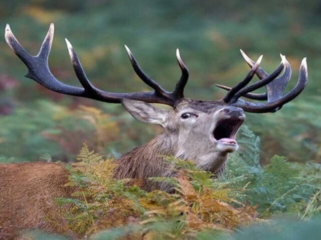 چادرهای گاوبانگی تا ۲۰ مهر در زیستگاه مرالها مستقر هستند