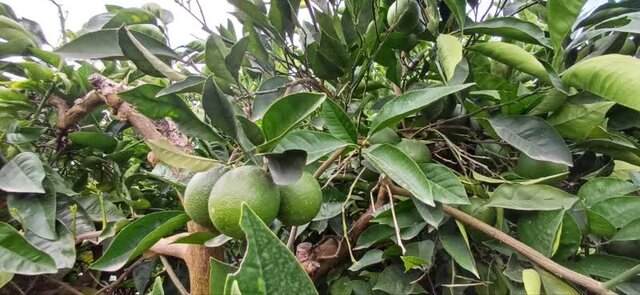 شکاف میان اسناد برنامهای و واقعیت مزرعه؛ چالش بنیادین توسعه در کشاورزی ایران