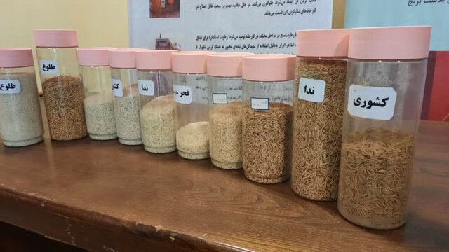 مراحل پایانی لاینهای جدید برنج مقاوم به خشکسالی و تولید بیشتر