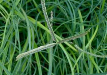 علفکش «مک بوتیل» سازگار با محیطزیست