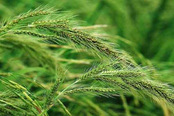 علفکش «مک بوتیل» سازگار با محیطزیست