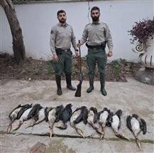 دستگیری ۵۶ شکارچی غیرمجاز در مازندران