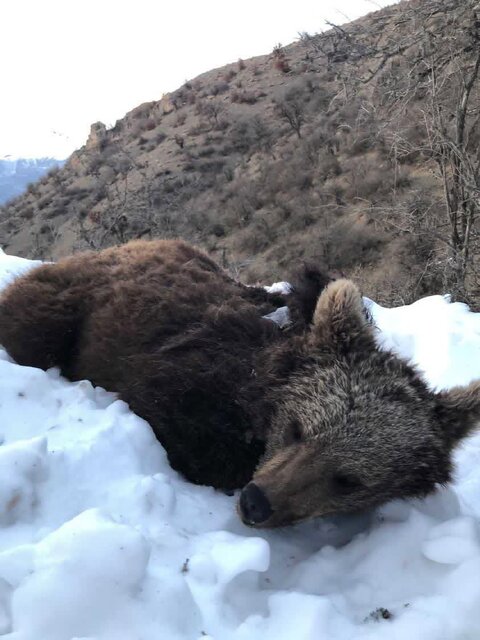 ضیافت پایانی پاییز در هیرکانی/ خرسها پیش از خواب زمستانی چه میکنند؟