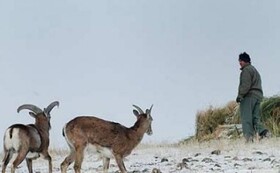 آماده‌باش محیط‌بانان مازندران برای مقابله با بحران سرما