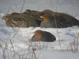 آماده باش محیطبانان مازندران برای مقابله با بحران سرما