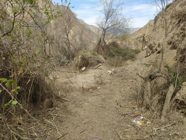 پرونده قضایی برای عامل قطع ۷۰ اصله درخت بید در آمل