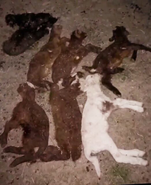 توضیح مدیرکل دامپزشکی مازندران از شیوع تب برفکی