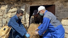 واکسیناسیون حدود ۴۵ هزار دام در روستاهای محروم آمل