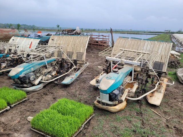 کشت مکانیزه برنج؛ نجات کشاورزی شمال در بحران آب