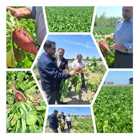 از آغاز برداشت برنج در سوادکوه تا بهره‌برداری از ۸ طرح کشاورزی طی هفته دولت در قائمشهر