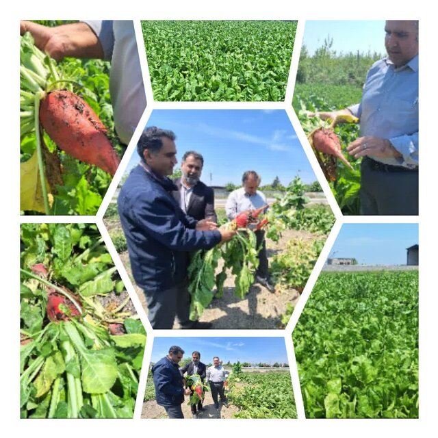 توسعه کشت چغندر علوفهای، راهی به سوی خودکفایی در تولید گوشت قرمز