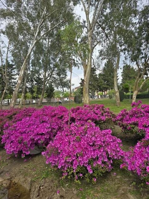 باغ 33 هکتاری رامسر میزبان نخستین جشنواره گل آزالیا کشور است