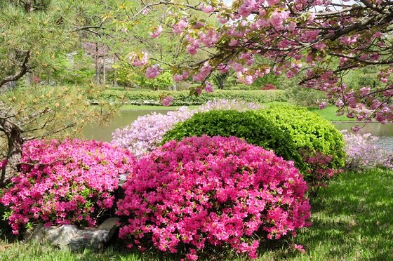 باغ ۳۳ هکتاری رامسر میزبان نخستین جشنواره گل آزالیای کشور است