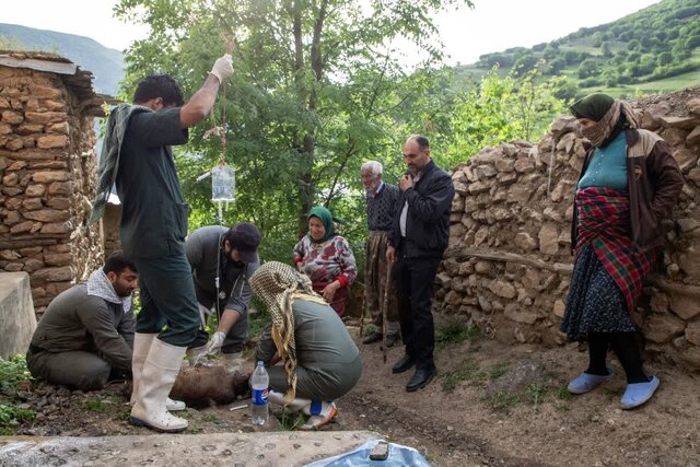  ۱۱ روستای منطقه اشکورات خدمات رایگان دامپزشکی دریافت کردند