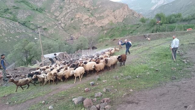  ۱۱ روستای منطقه اشکورات خدمات رایگان دامپزشکی دریافت کردند