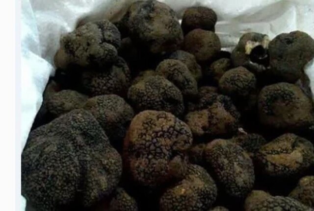 از کشف قارچ ترافل قاچاق تا بازداشت کلاهبردار ۷۰ میلیاردی ارز دیجیتال در مازندران