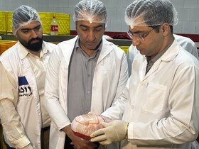 اجرای موفق طرح ملی پایش باقی‌مانده دارویی در گوشت مرغ در مازندران