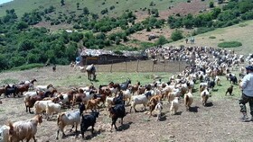 «قرق شکنی» رسمی دیرینه در دل مراتع البرز مرکزی