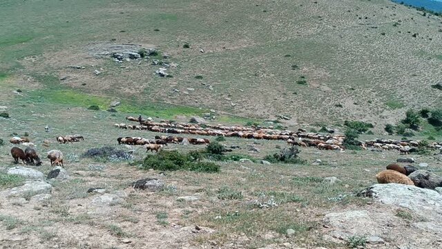 «قرق شکنی» رسمی دیرینه در دل مراتع البرز مرکزی