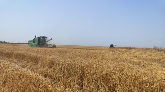 ۸۰ هزار هکتار از اراضی گندم همدان غیر قابل برداشت است