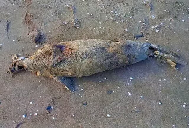 صدای خفته انقراض از اعماق خزر