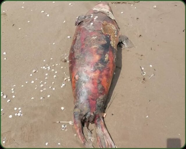 صدای خفته انقراض از اعماق خزر