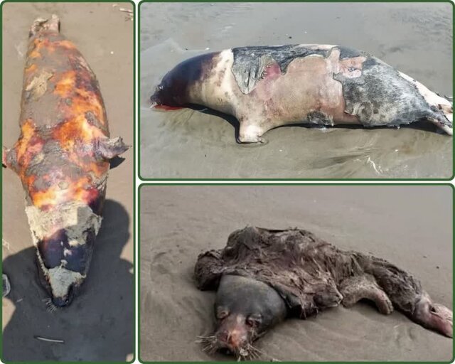 صدای خفته انقراض از اعماق خزر